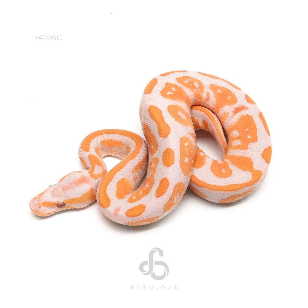 [F4736C] 블랙헤드 라벤더 헷 파이드 암컷(2026)