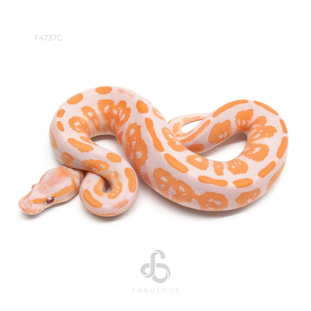 [F4737C] 블랙헤드 라벤더 헷 파이드 수컷(2026)