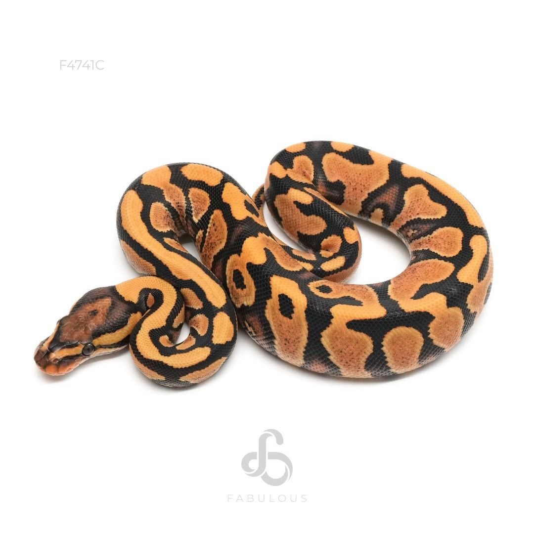 [F4741C] 옐로벨리 데저트고스트 헷 클라운 암컷(2026)
