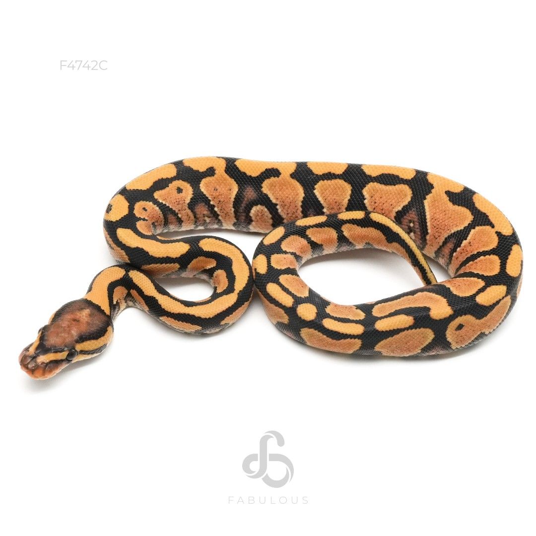 [F4742C] 옐로벨리 데저트고스트 헷 클라운 암컷(2026)
