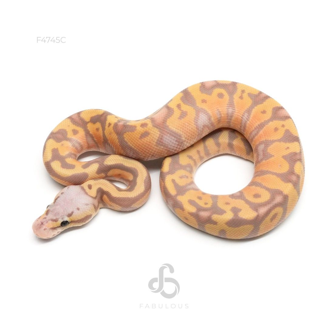[F4745C] 바나나 파스텔 옐로벨리 or 스펙터 헷 클라운 수컷(2026)