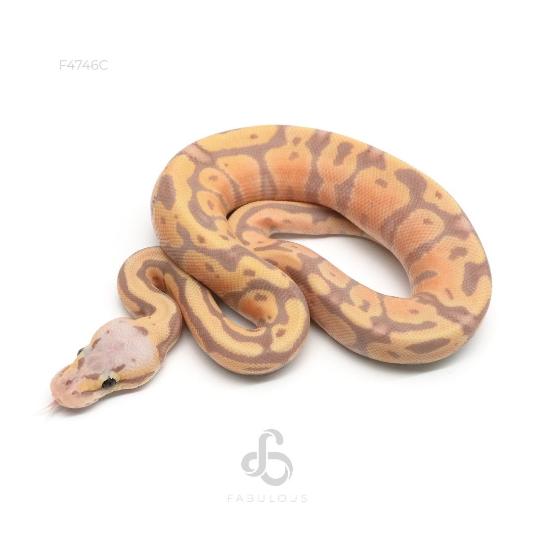 [F4746C] 바나나 파스텔 옐로벨리 or 스펙터 헷 클라운 수컷(2026)