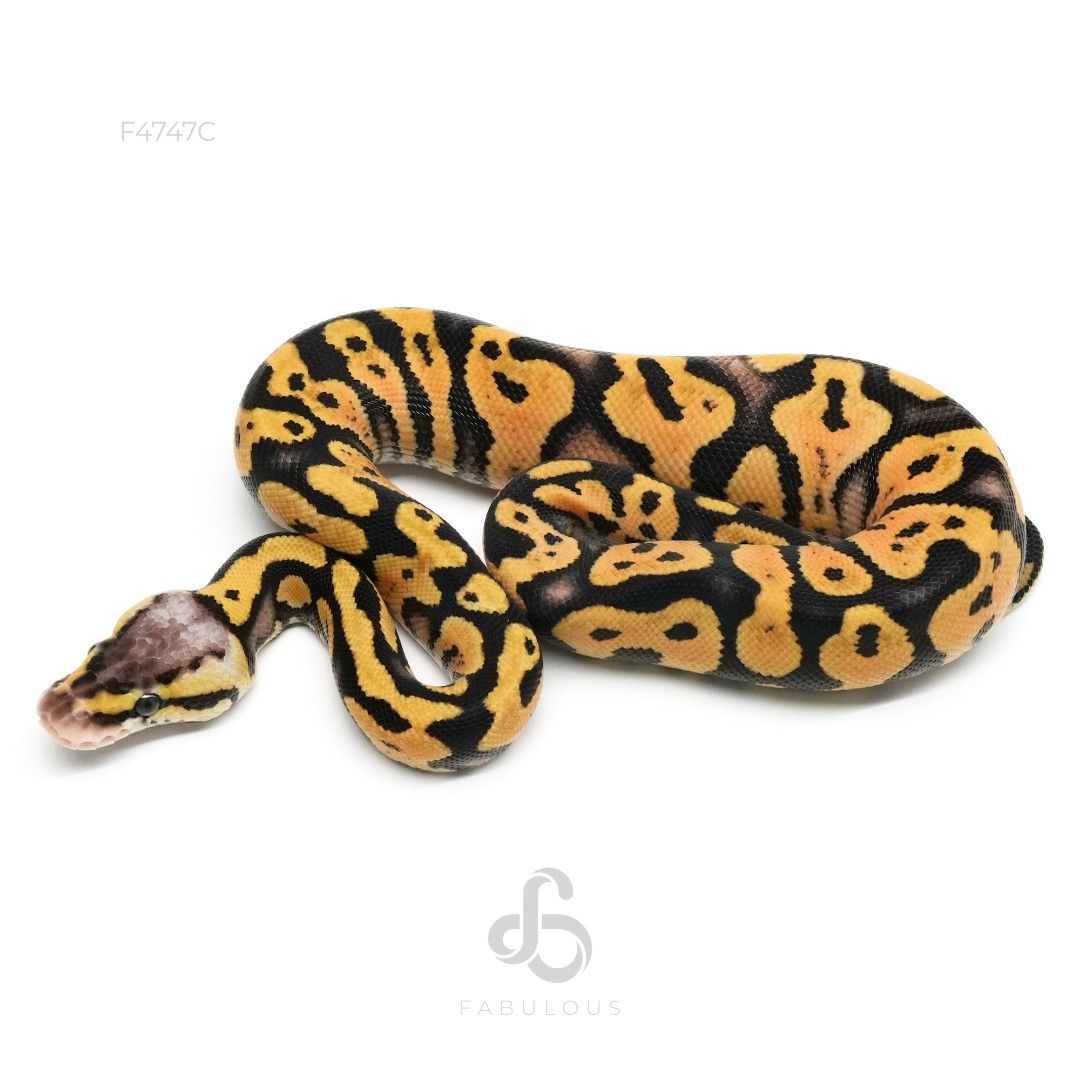 [F4747C] 파스텔 옐로벨리 or 스펙터 헷 클라운 암컷(2026)