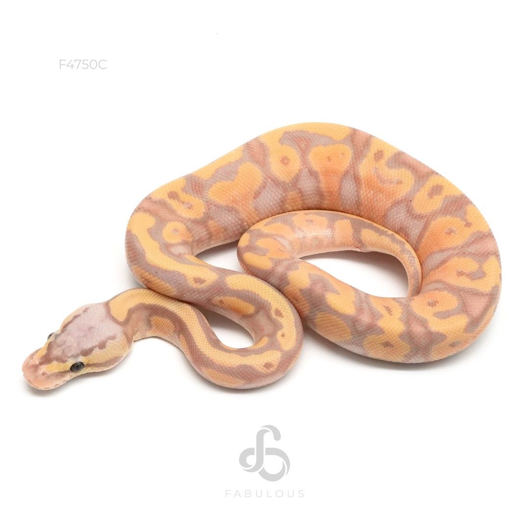 [F4750C] 바나나 파스텔 옐로벨리 or 스펙터 헷 클라운 수컷(2026)