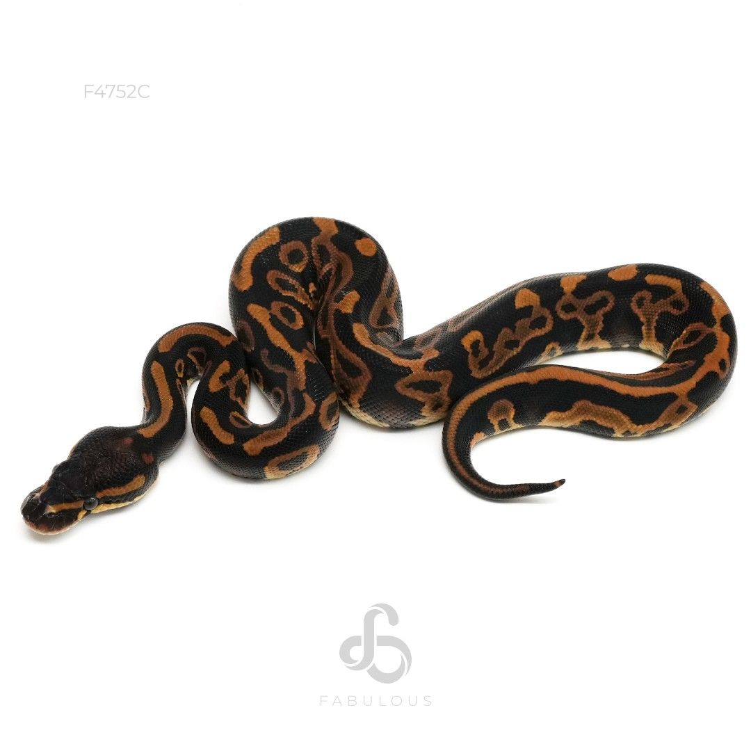 [F4752C] 레오파드 마호가니 더블헷 데저트고스트 파이드 암컷(2026)
