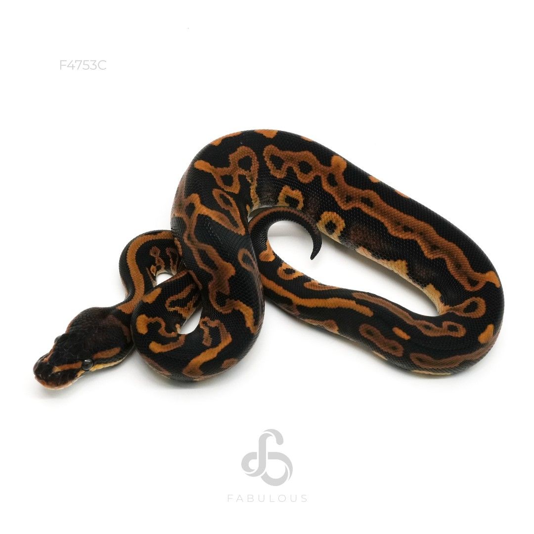 [F4753C] 레오파드 마호가니 더블헷 데저트고스트 파이드 암컷(2026)