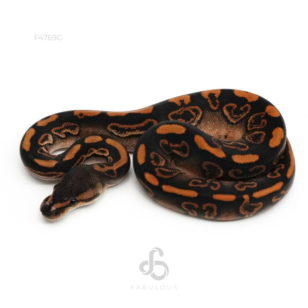 [F4769C] 우키 블랙파스텔 헷 클라운 포스 픽셀 수컷(2026)