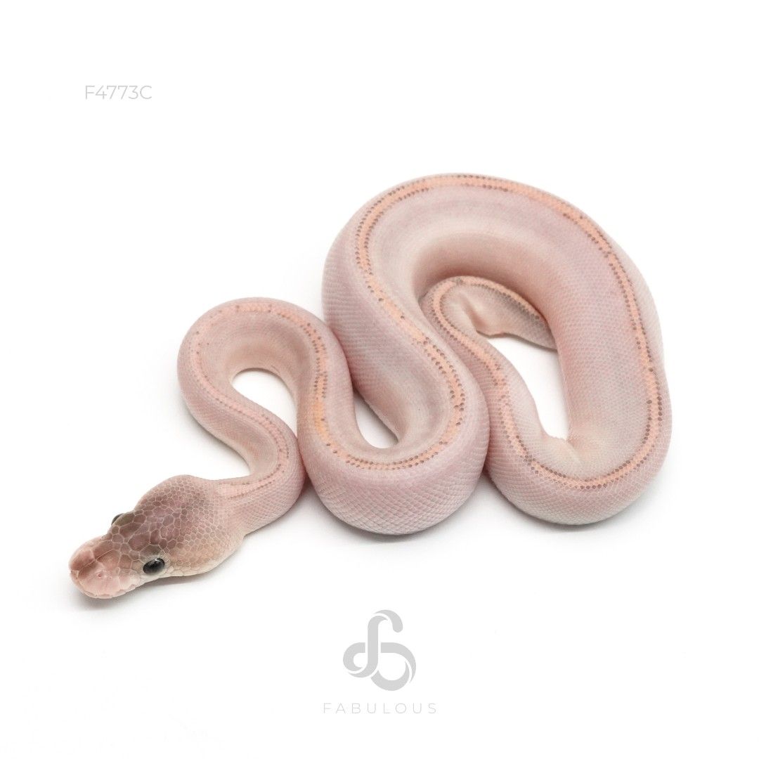 [F4773C] GHI 블랙파스텔 하이웨이 헷 클라운 50%데저트고스트 수컷(2026)