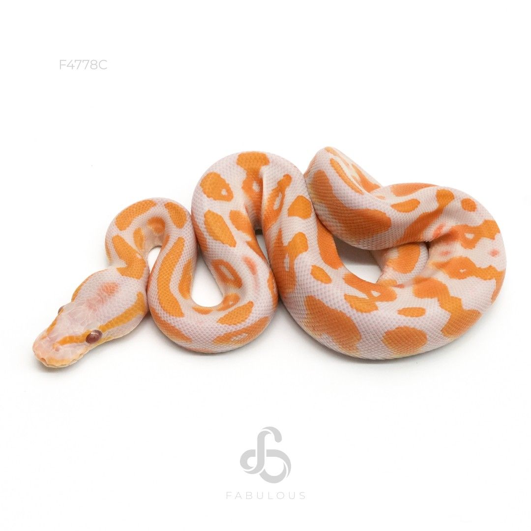 [F4778C] 블랙헤드 라벤더 헷 파이드 수컷(2026)