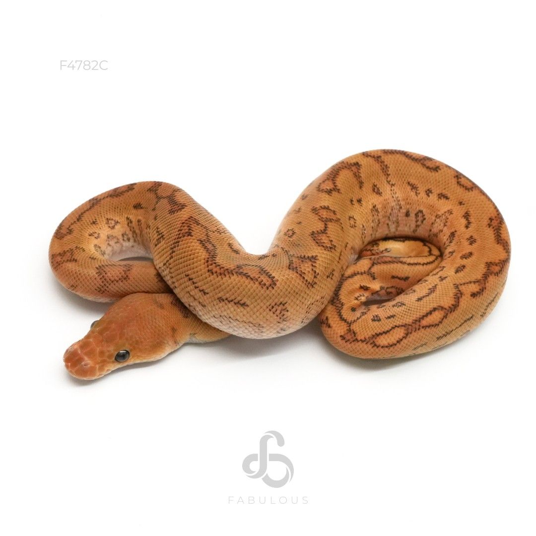 [F4782C] 우키 옐로벨리 핀스트라이프 클라운 수컷(2026)