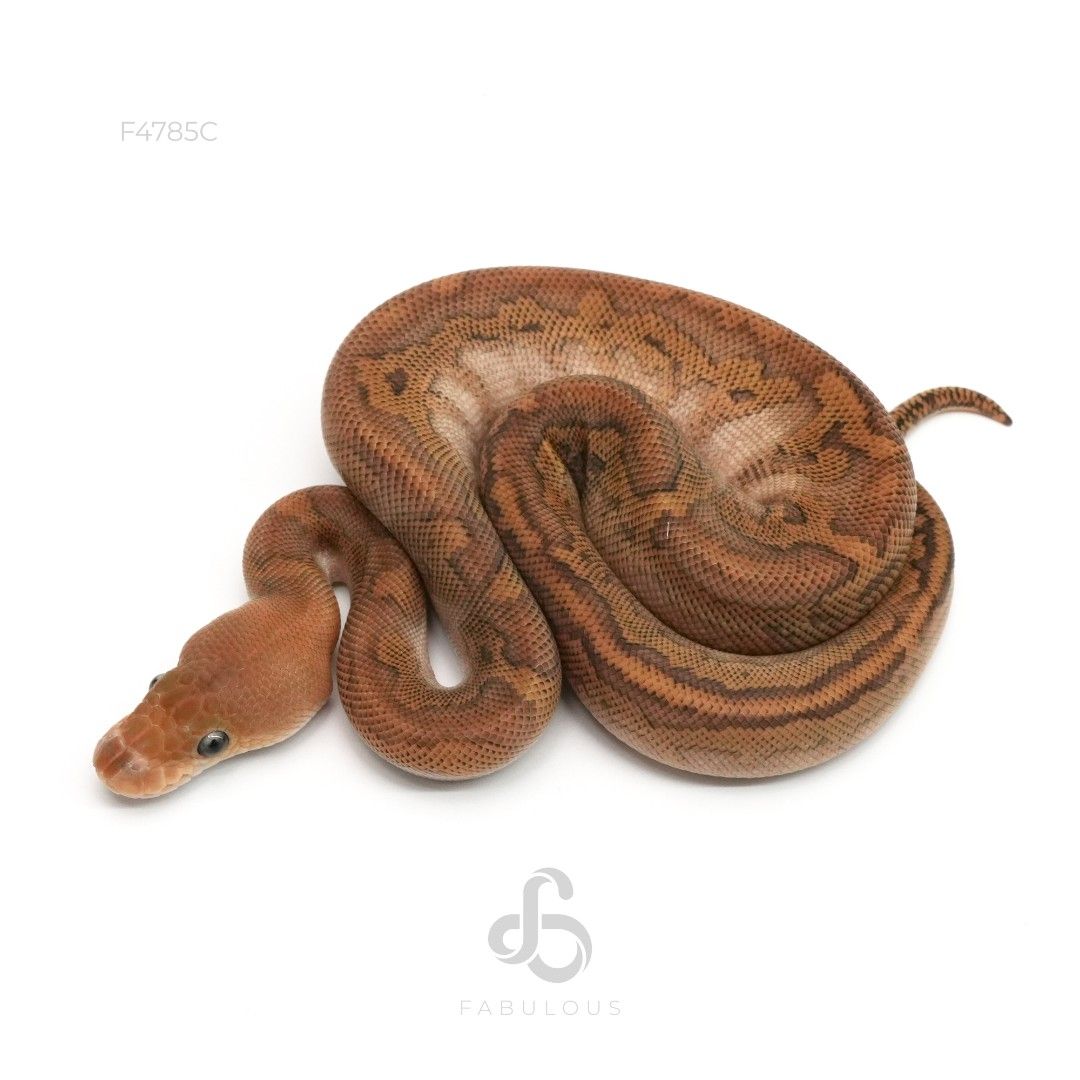 [F4785C] 우키 모하비 옐로벨리 핀스트라이프 클라운 암컷(2026)