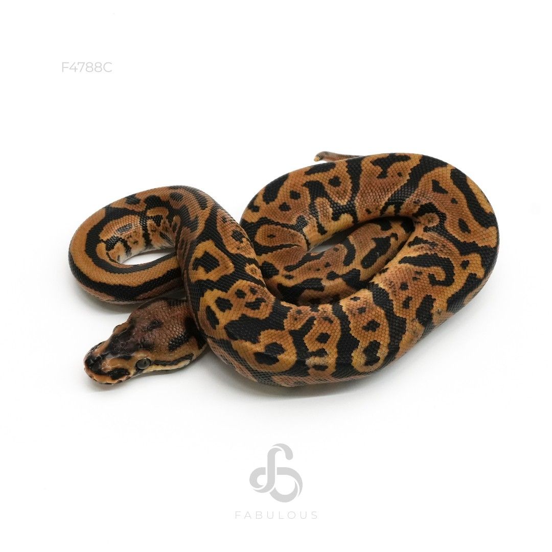 [F4788C] 컨퓨전 레오파드 스팟노즈 헷 클라운 50%알비노 수컷(2026)