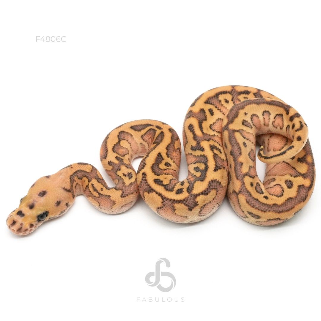 [F4806C] 초콜렛 컨퓨전 레오파드 레서 클라운 50%알비노 암컷(2026)