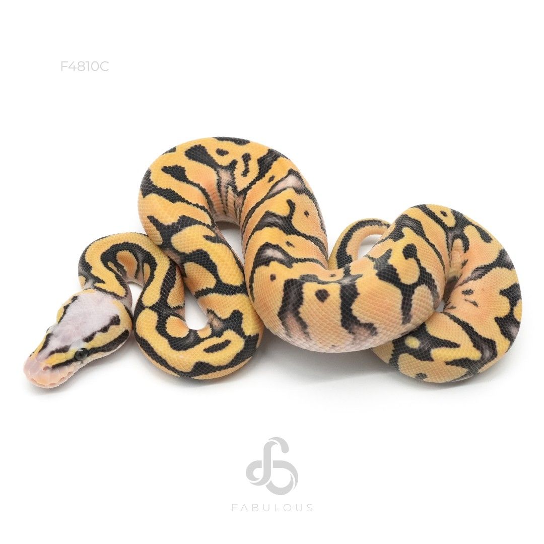 [F4810C] 엔치 슈퍼 파스텔 데저트고스트 헷 클라운 66%하이포 50%파이드 암컷..