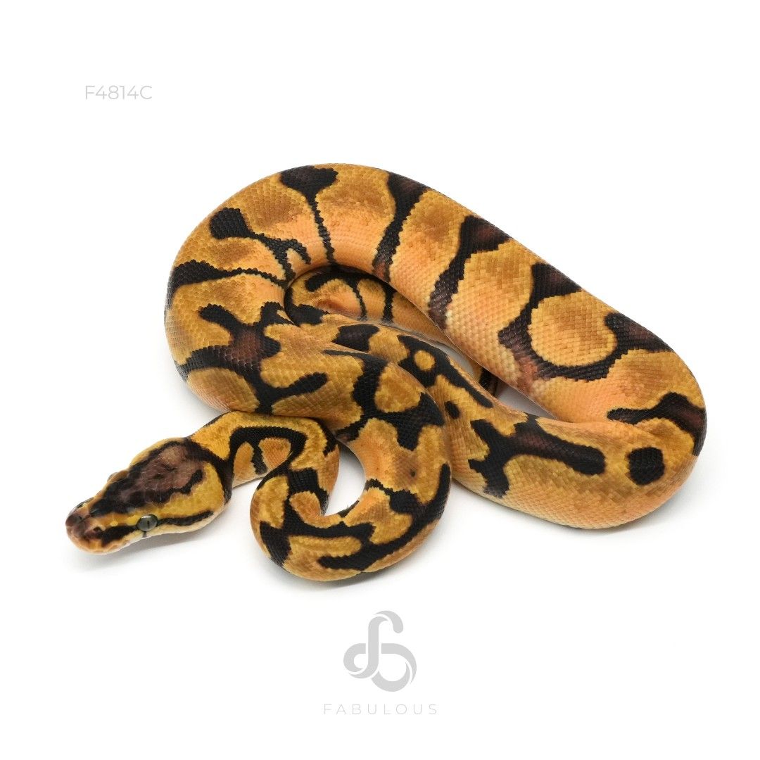 [F4814C] 엔치 파스텔 더블헷 데저트고스트 클라운 66%하이포 50%파이드 암컷..