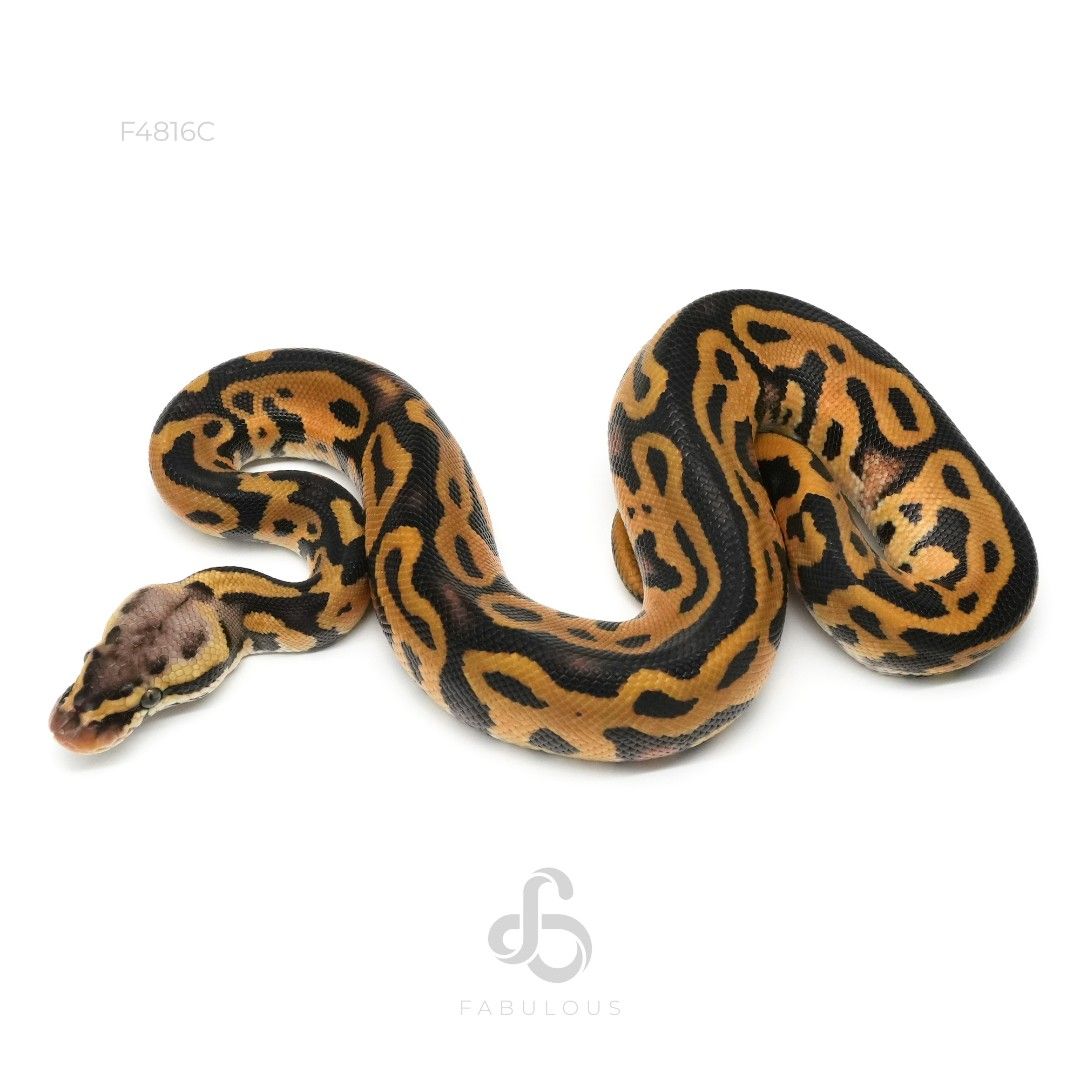[F4816C] 레오파드 엔치 파스텔 더블헷 데저트고스트 클라운 66%하이포 50%파이..