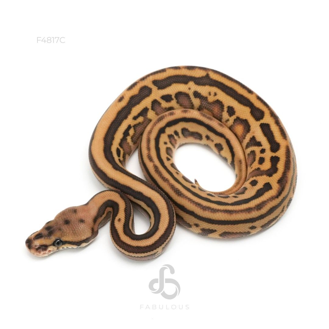 [F4817C] 초콜렛 컨퓨전 레오파드 레서 헷 클라운 66%알비노 암컷(2026)