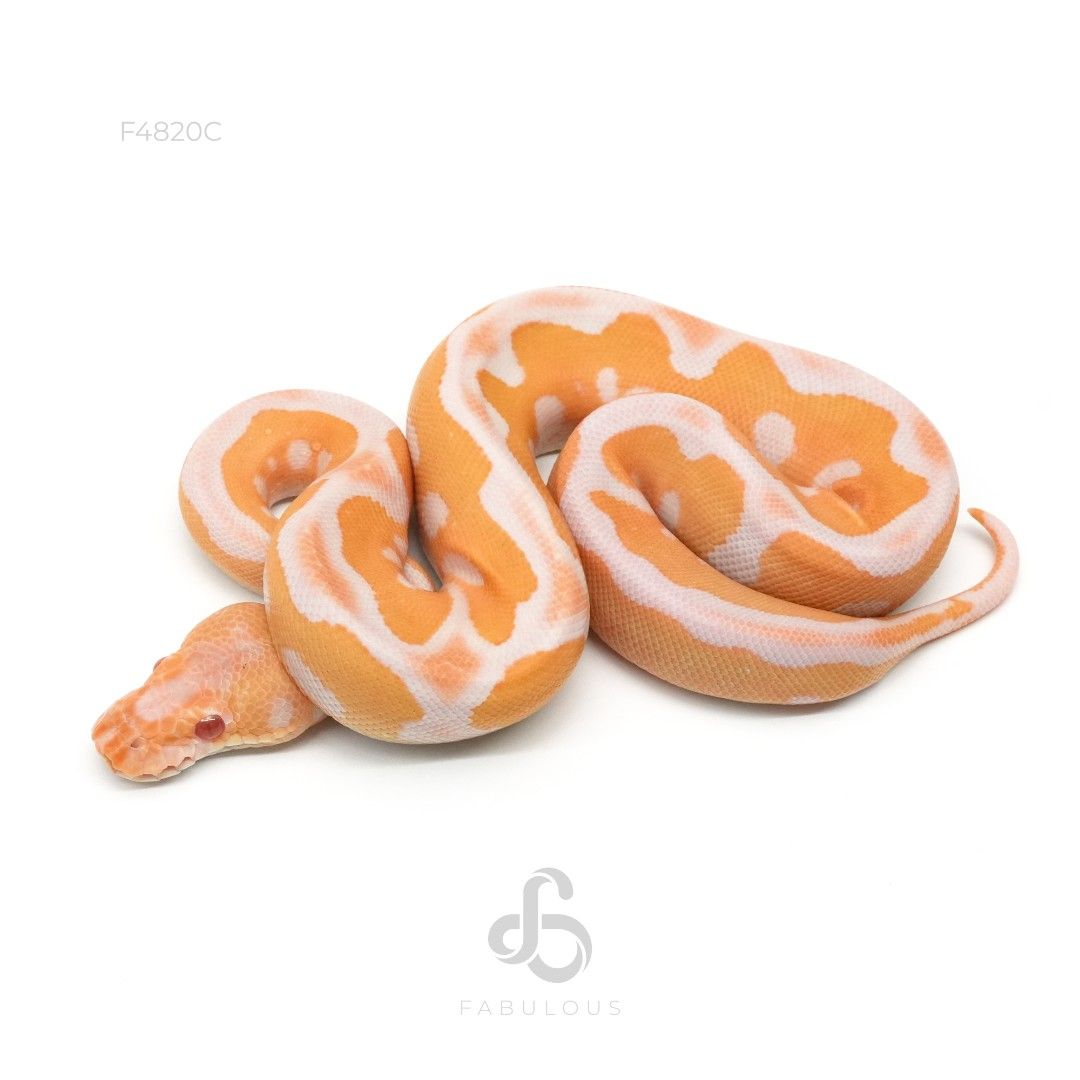 [F4820C] 레오파드 초콜렛 알비노 클라운 암컷(2026)