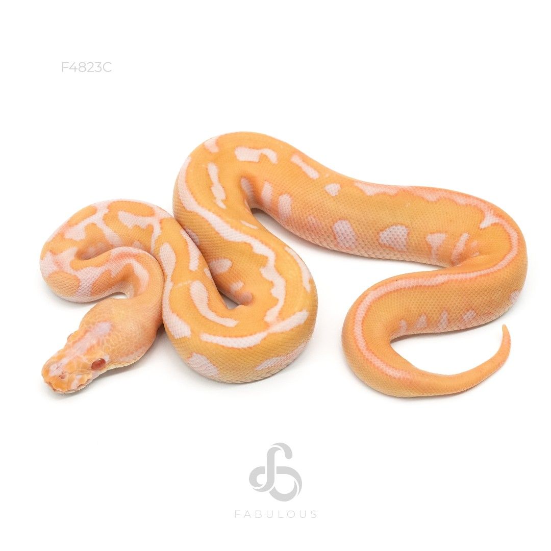 [F4823C] 컨퓨전 초콜렛 레오파드 알비노 클라운 암컷(2026)