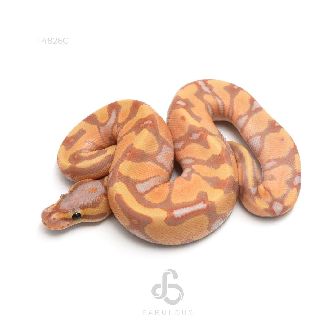 [F4826C] 바나나 엔치 칼리코 헷 클라운 수컷(2026)