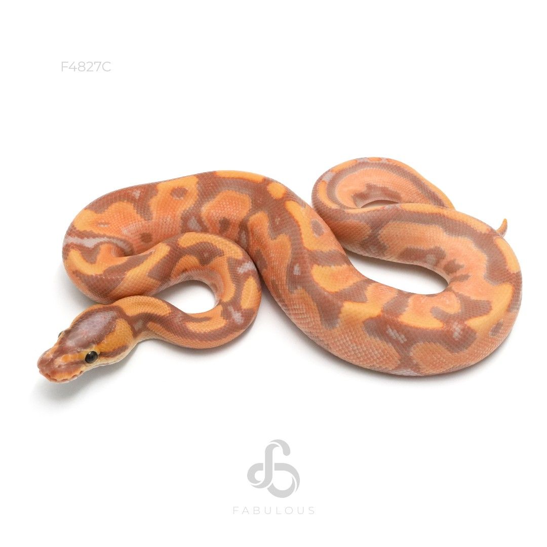 [F4827C] 바나나 레오파드 엔치 옐로벨리 헷 클라운 수컷(2026)