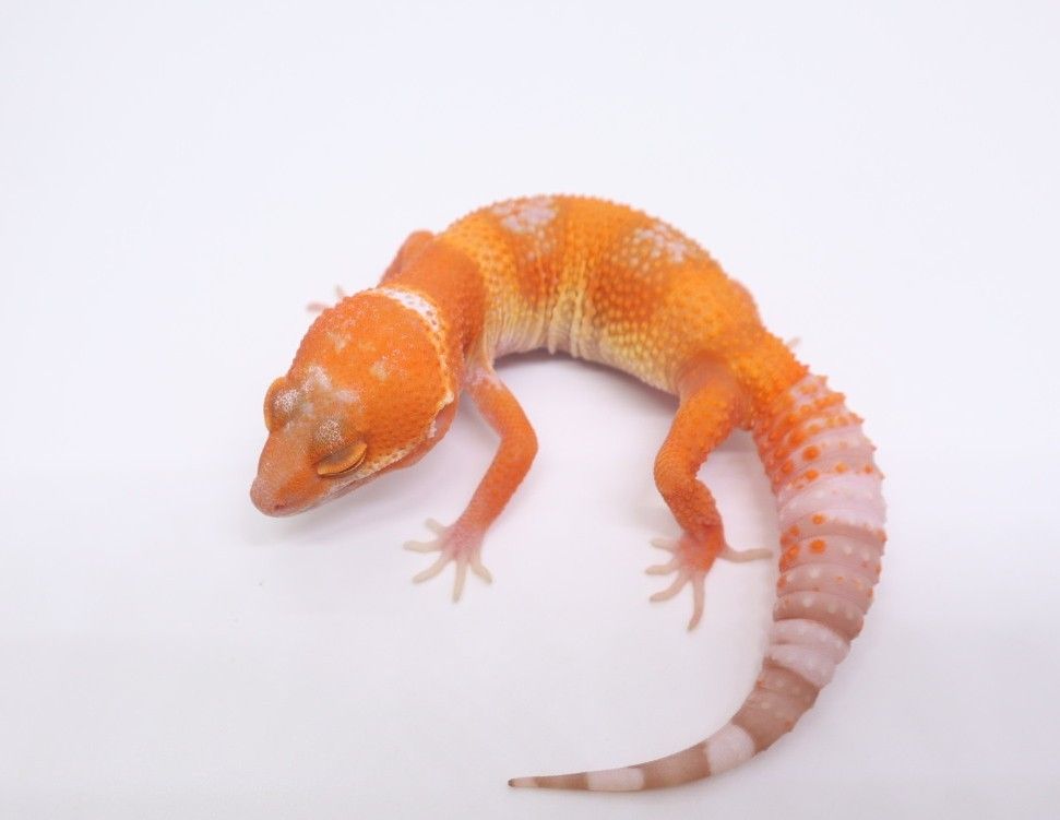 블러드만다린 트램퍼