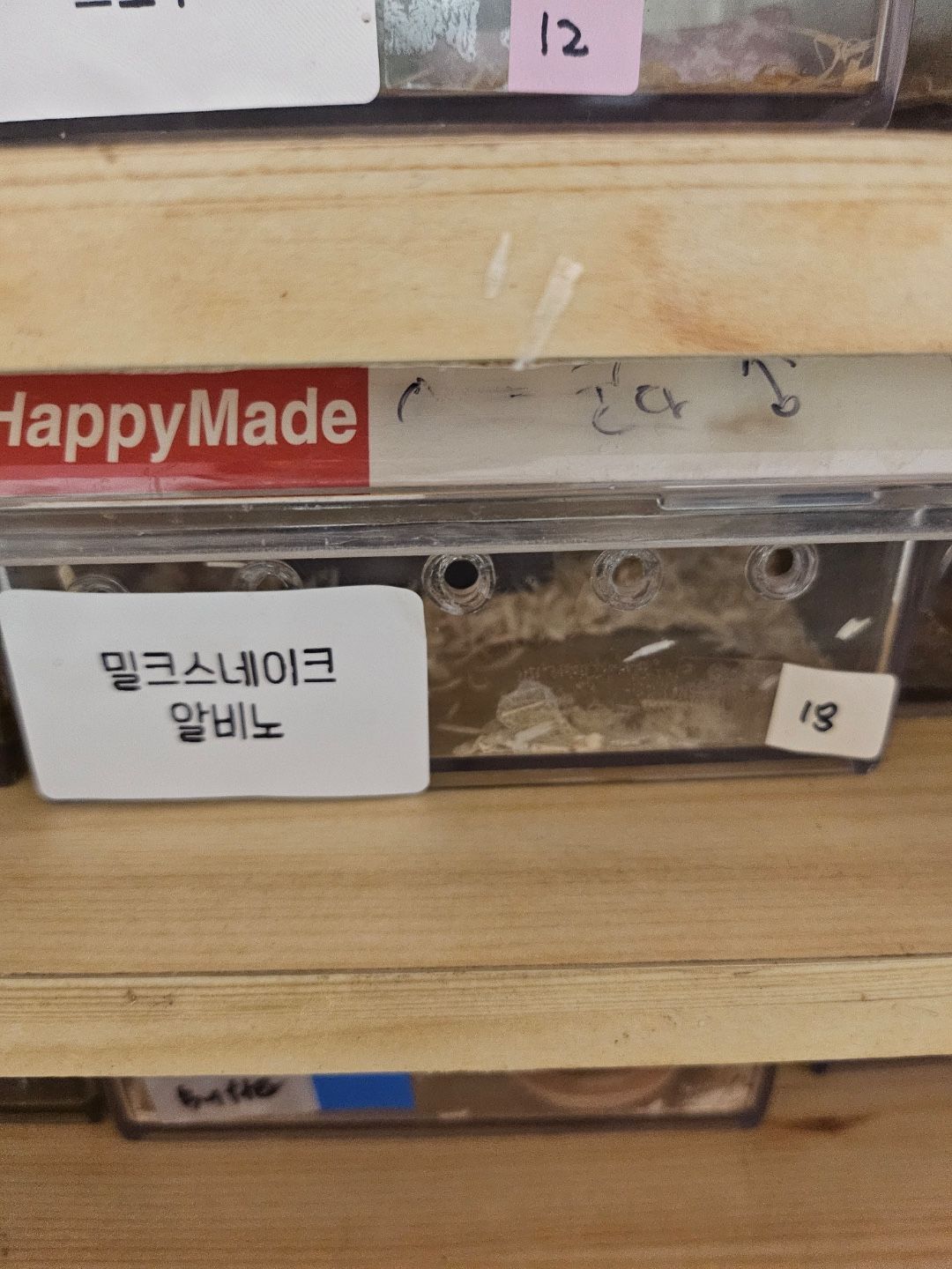 넬슨 알비노 밀크스네이크