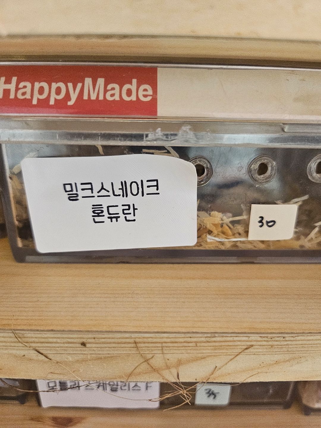 혼듀란 밀크스네이크