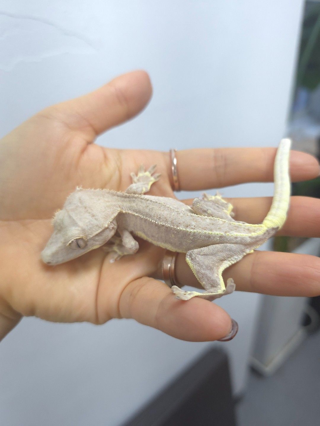 크레스티드 게코 : 크림팬텀 릴리 암