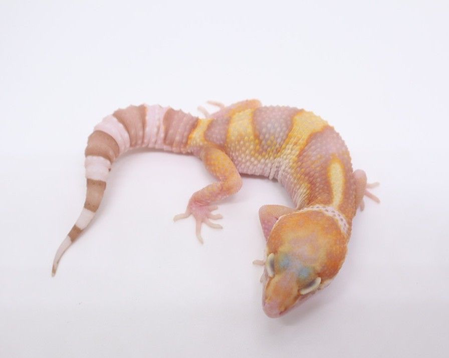 120. wy랩터