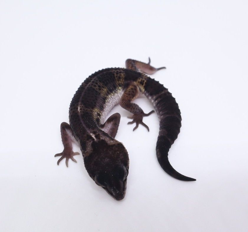 126. 스노우블랙나이트