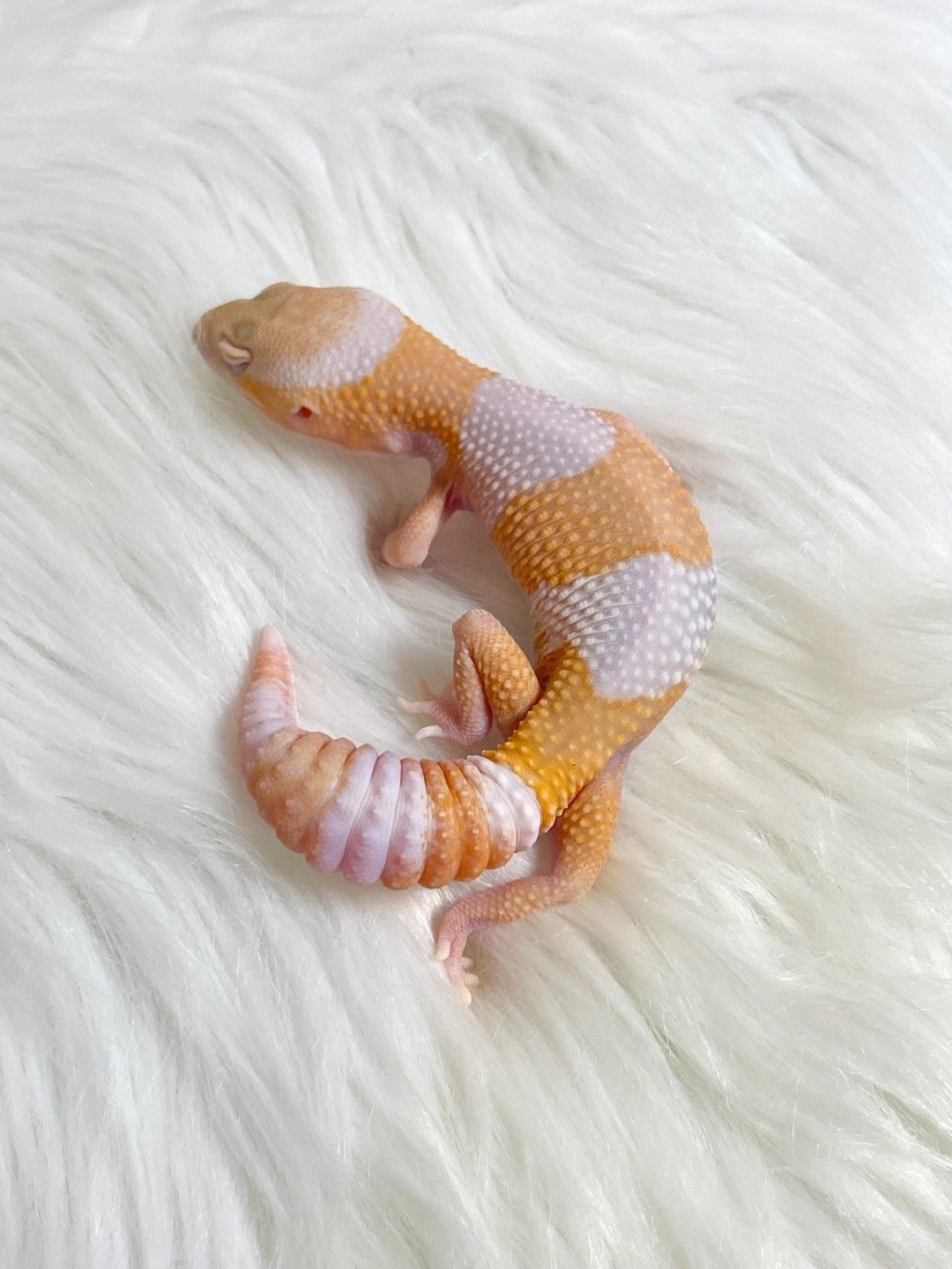펫테일게코 아멜 카라멜