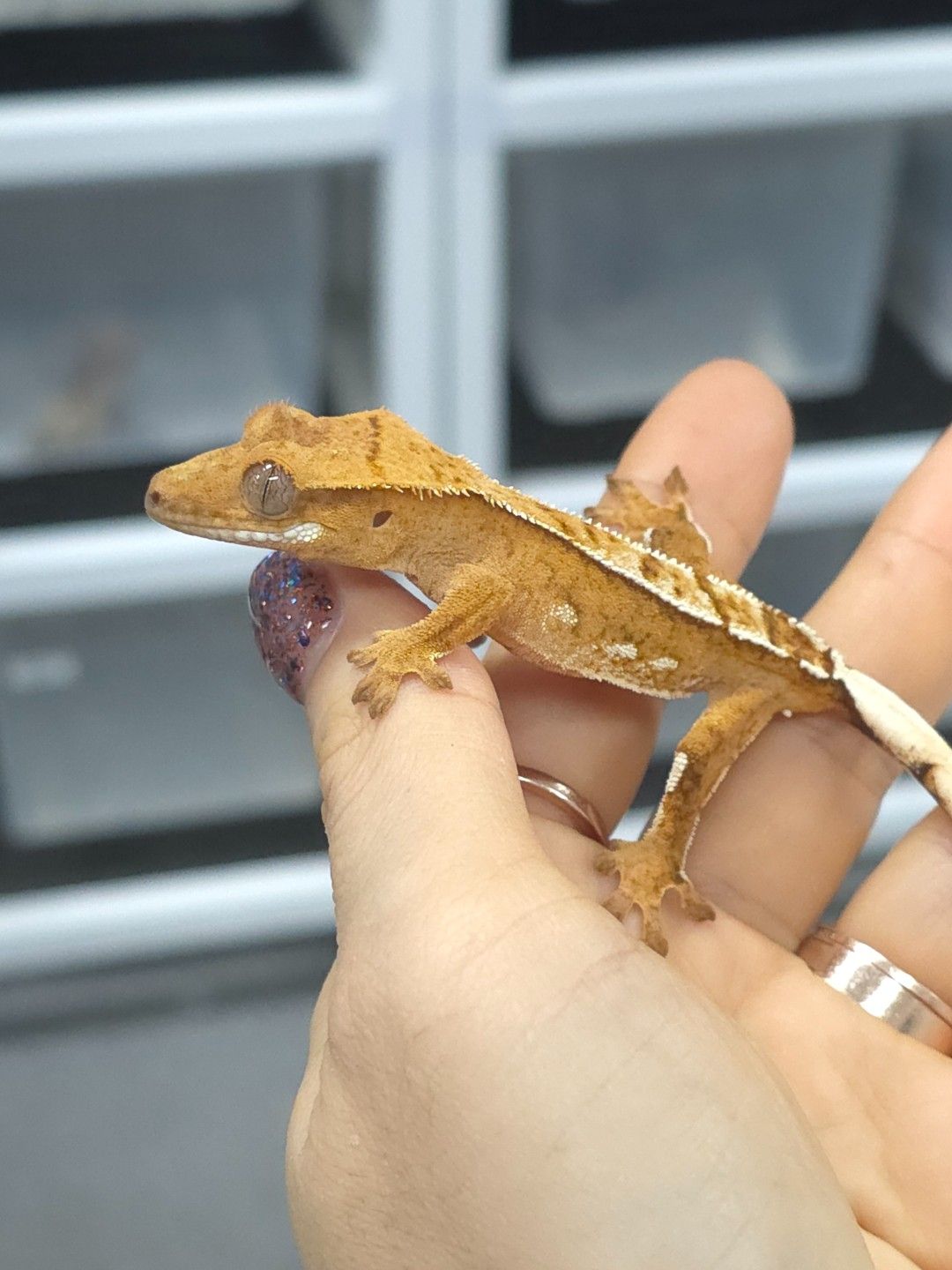 크레스티드 게코 : 크림시클 암컷💛