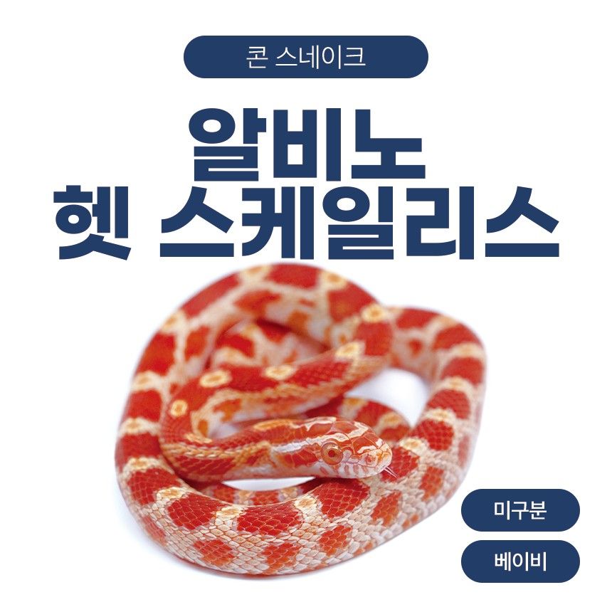 알비노 헷 스케일리스 콘스네이크 O26101