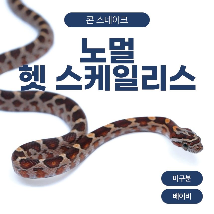 노멀 헷 스케일리스 콘스네이크 O26102