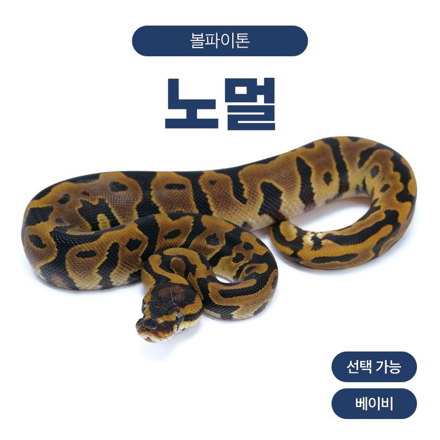 볼파이톤 노멀 암, 수 선택 가능