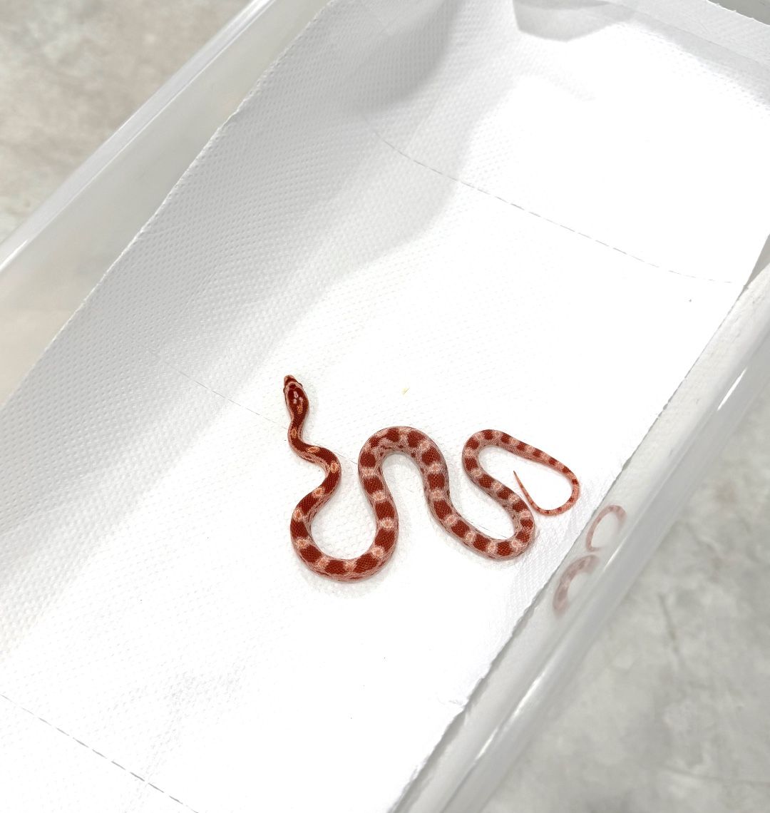 알비노 헷 에너리