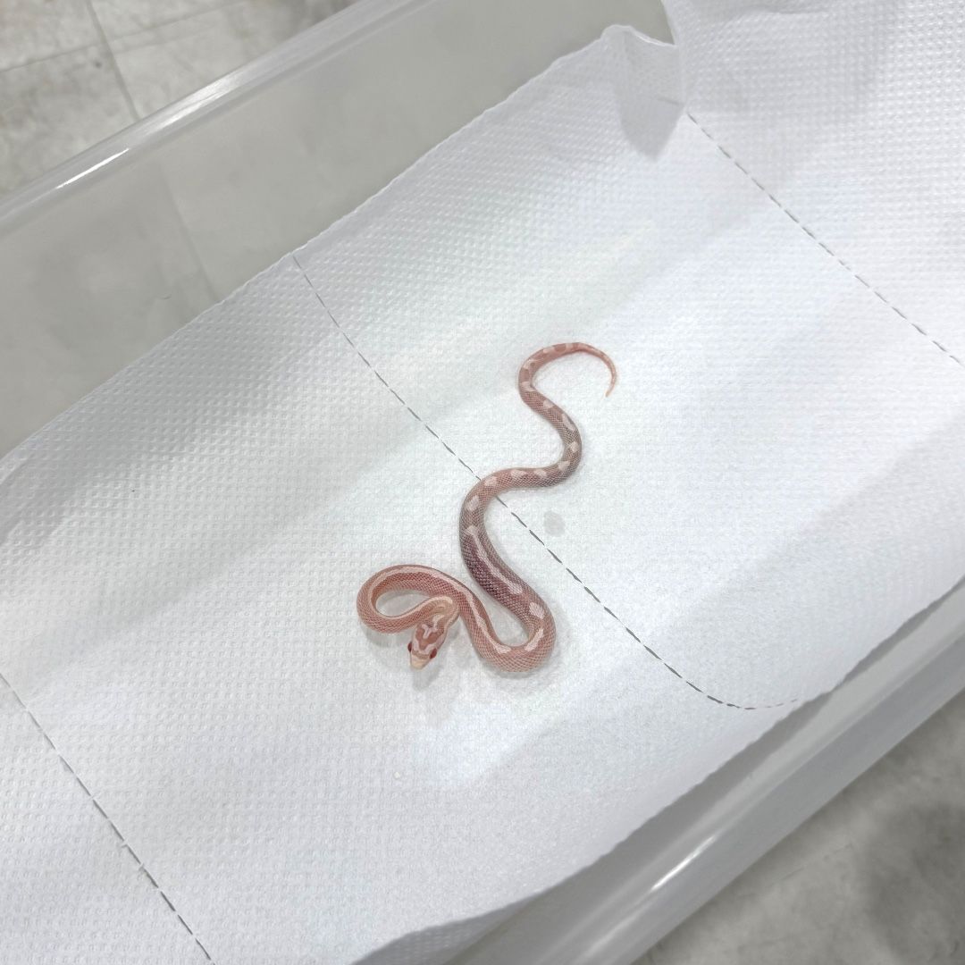 스노우 헷 라벤더