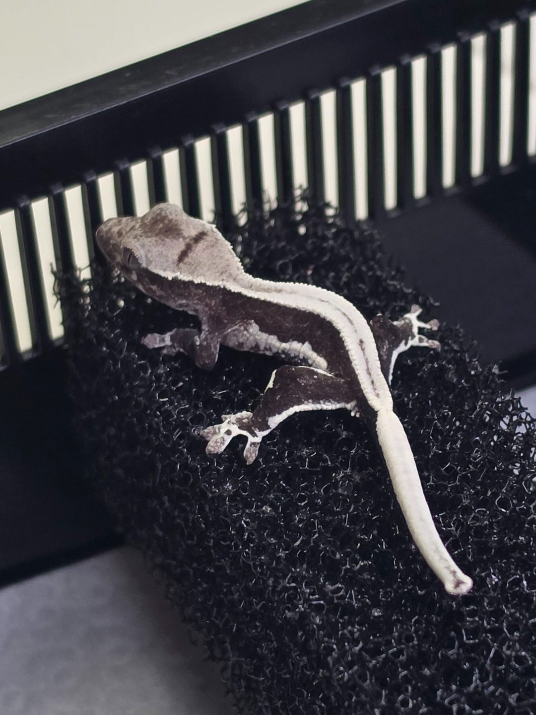 발색좋은 릴리아잔틱