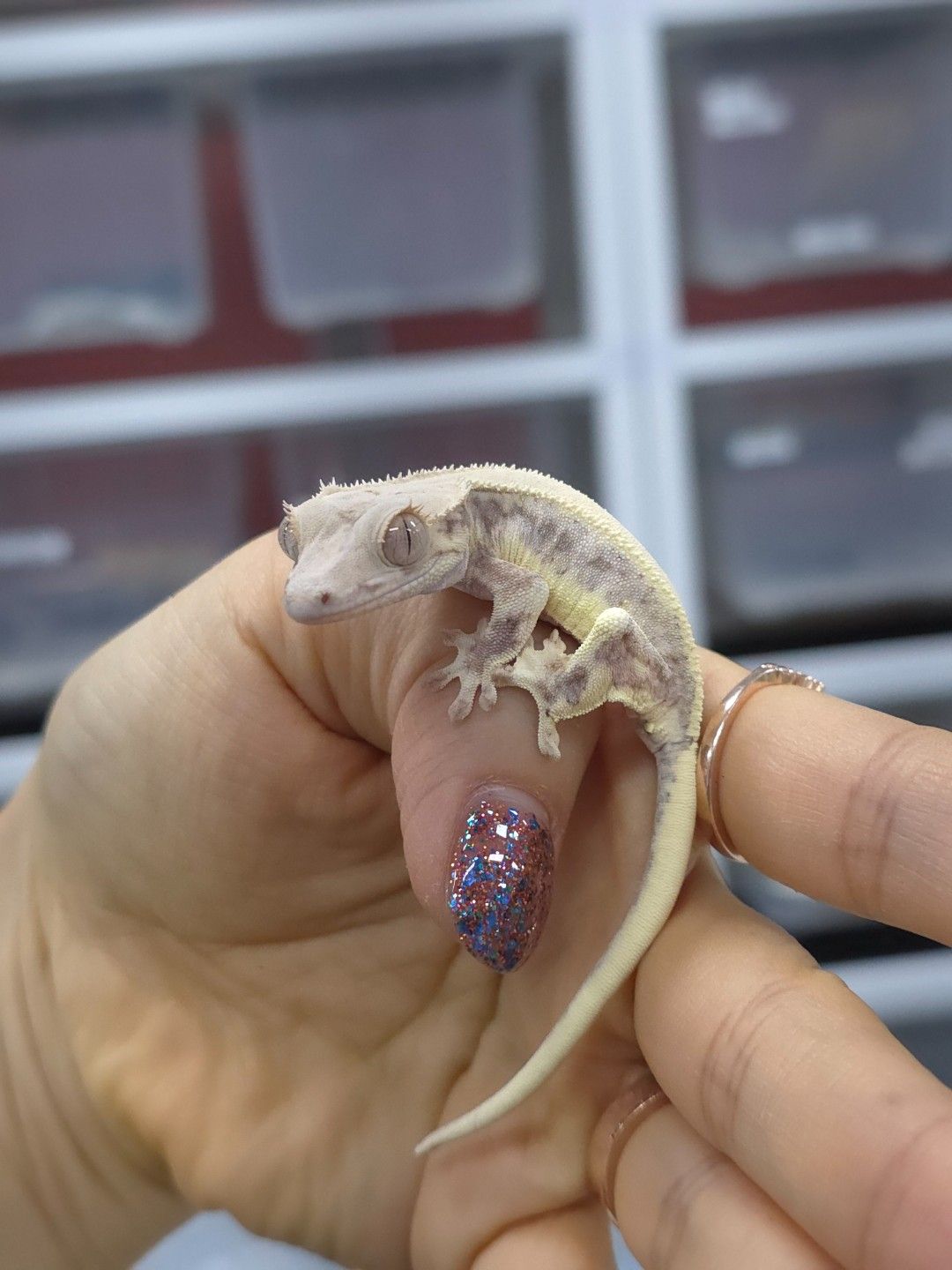크레스티드 게코 : 릴리 화이트 🤍(lw32)