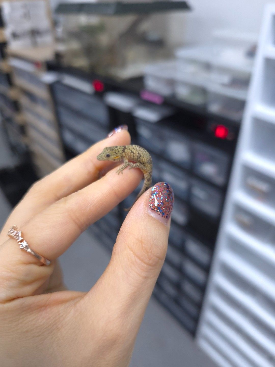 카멜레온게코 : 아그리콜레 아성체 한쌍🌿