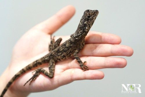 인도네시아 목도리도마뱀