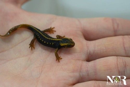 엠페러 뉴트