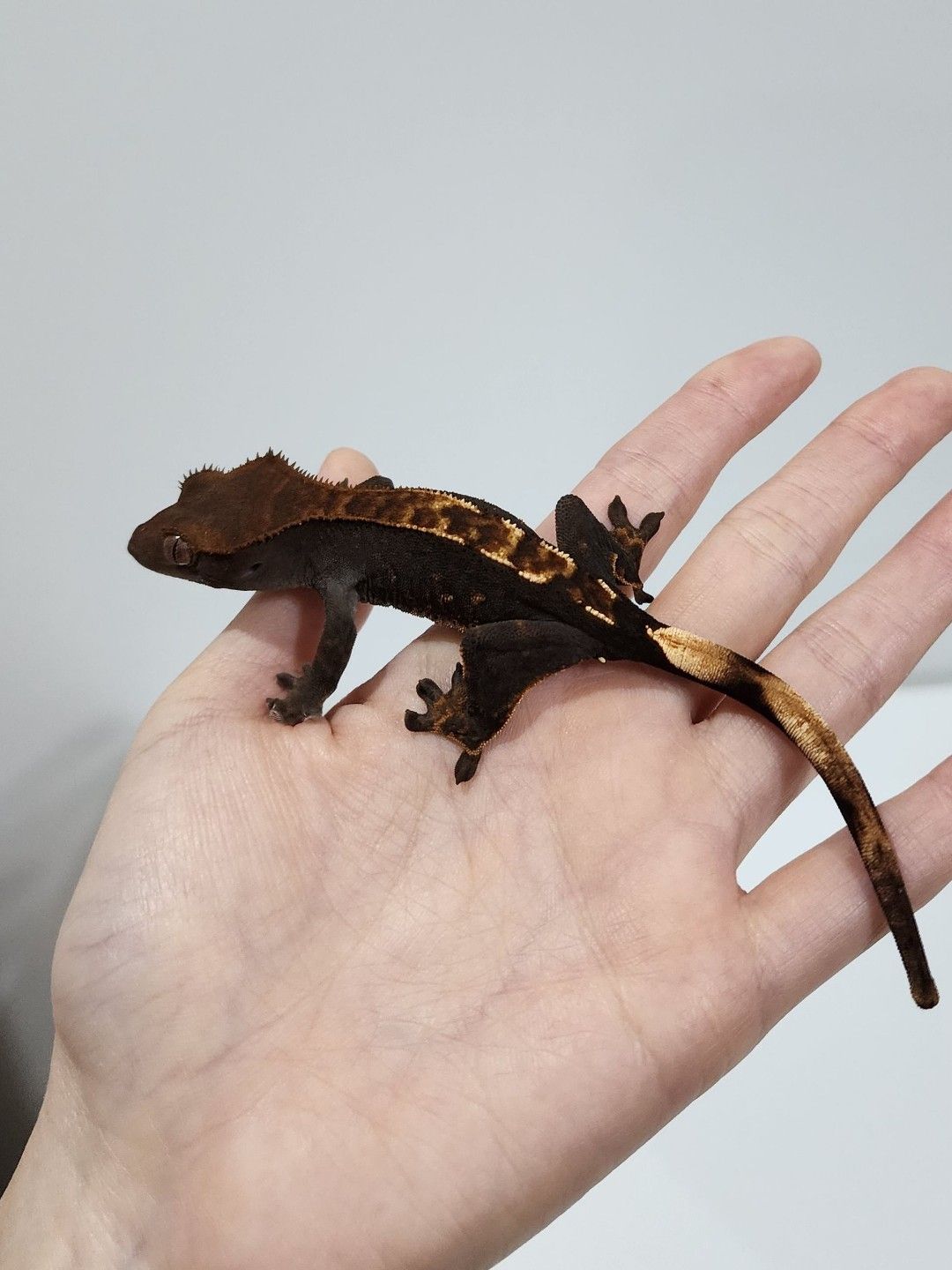 다크 헷아잔틱
