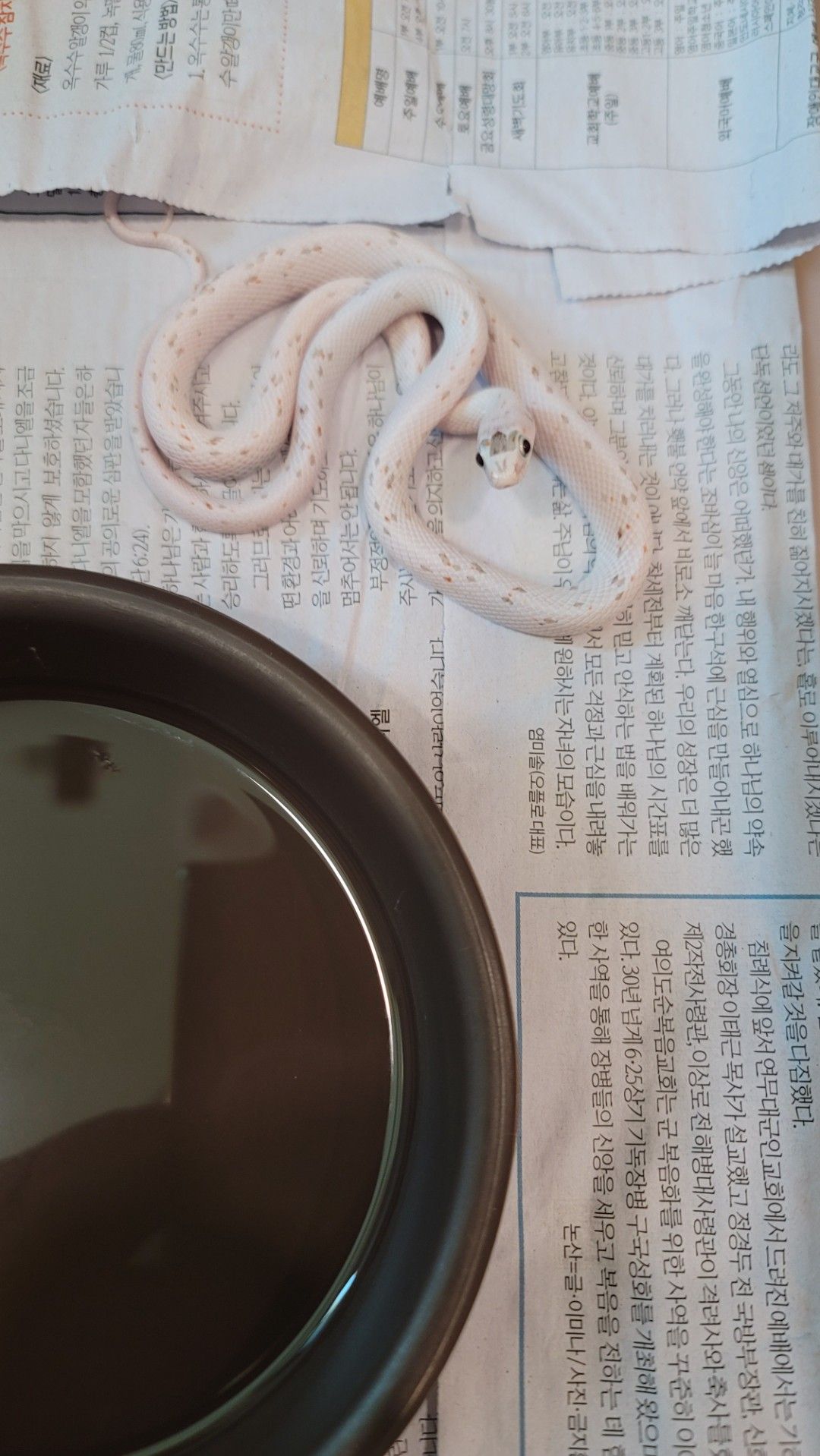 팔메토 콘스네이크