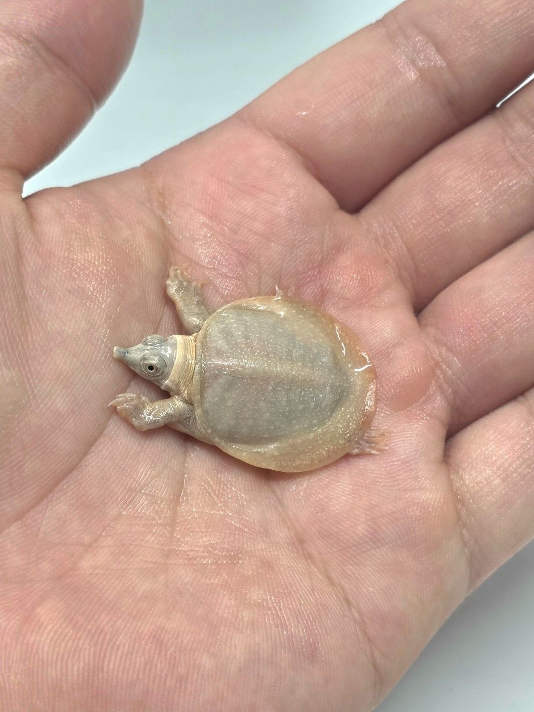 백자라(루시스틱자라)