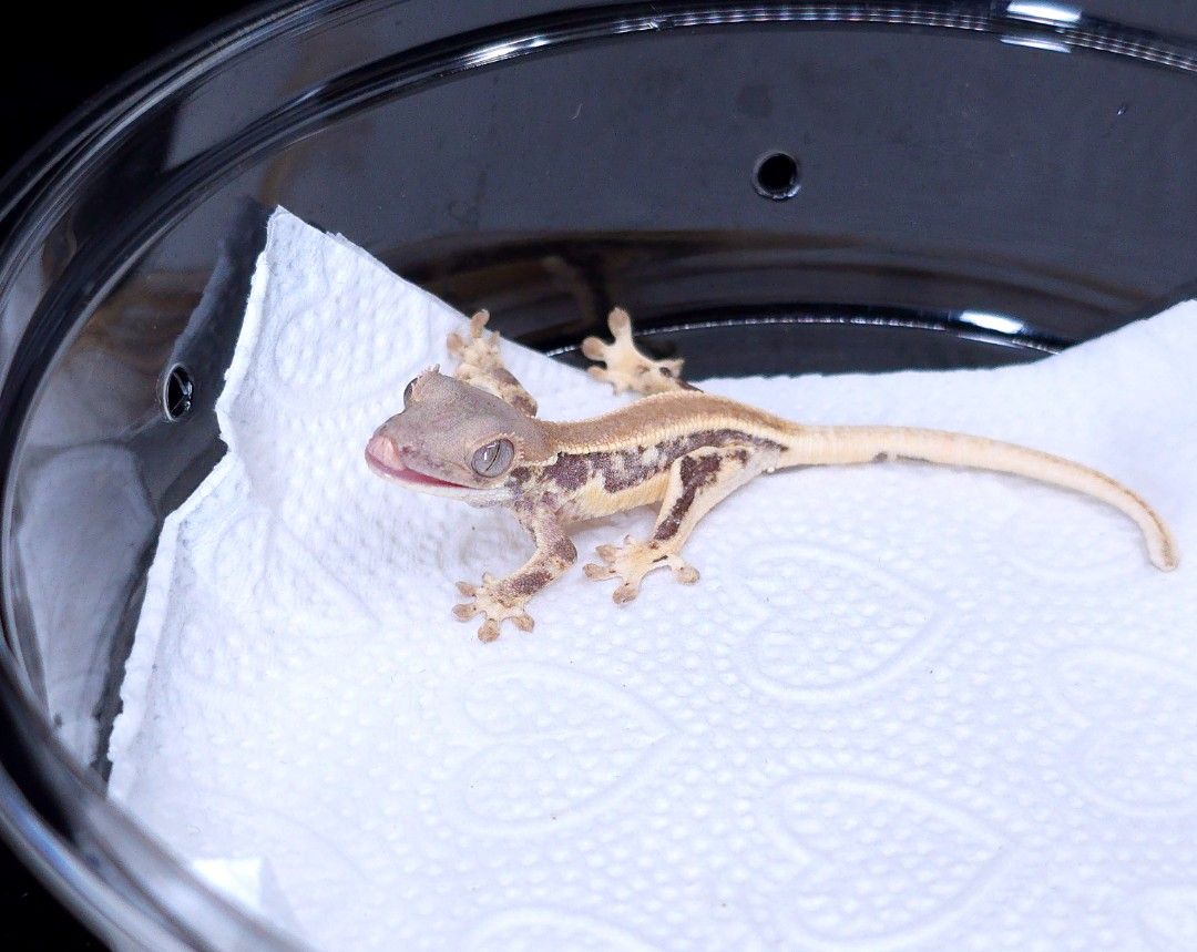 블루아이 릴리화이트