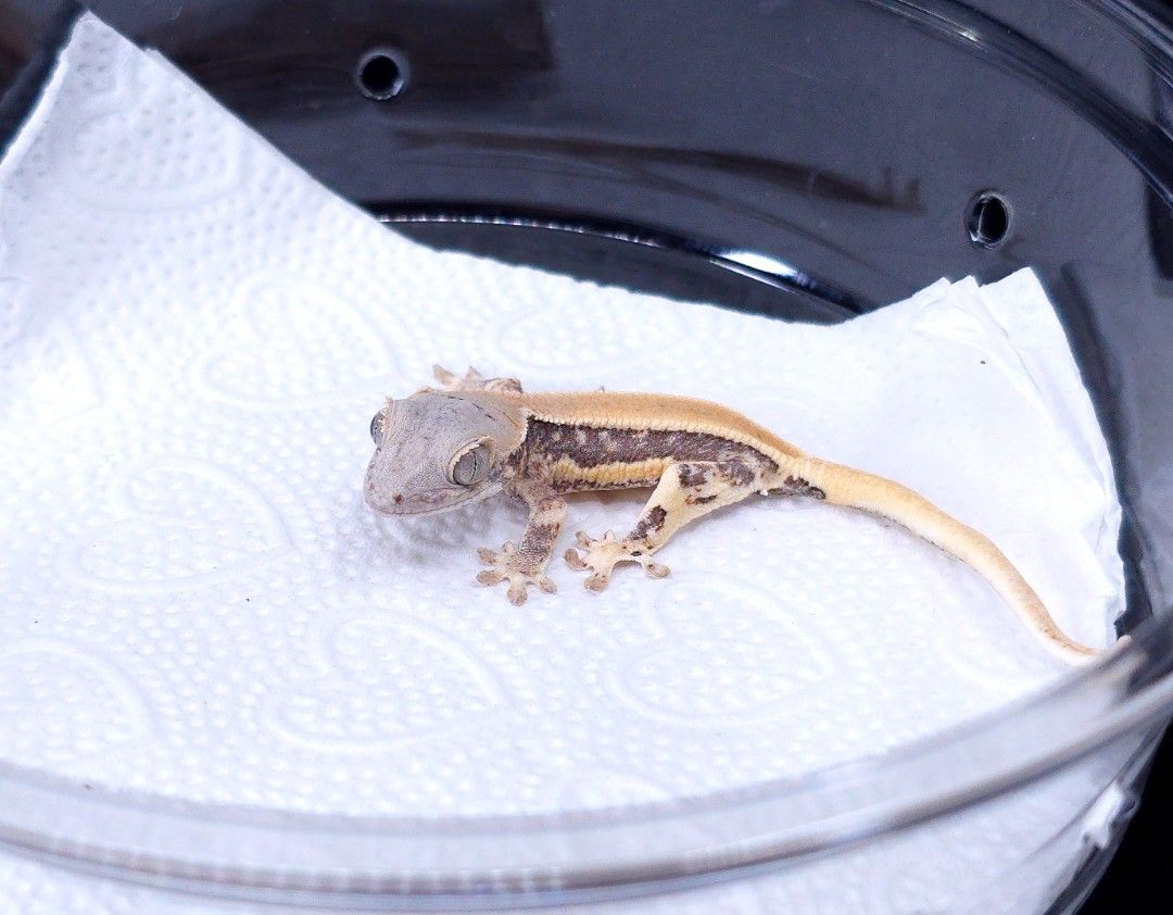 블루아이 릴리화이트
