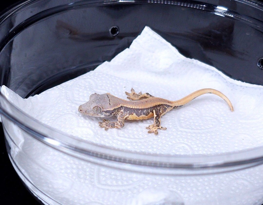 블루아이 릴리화이트