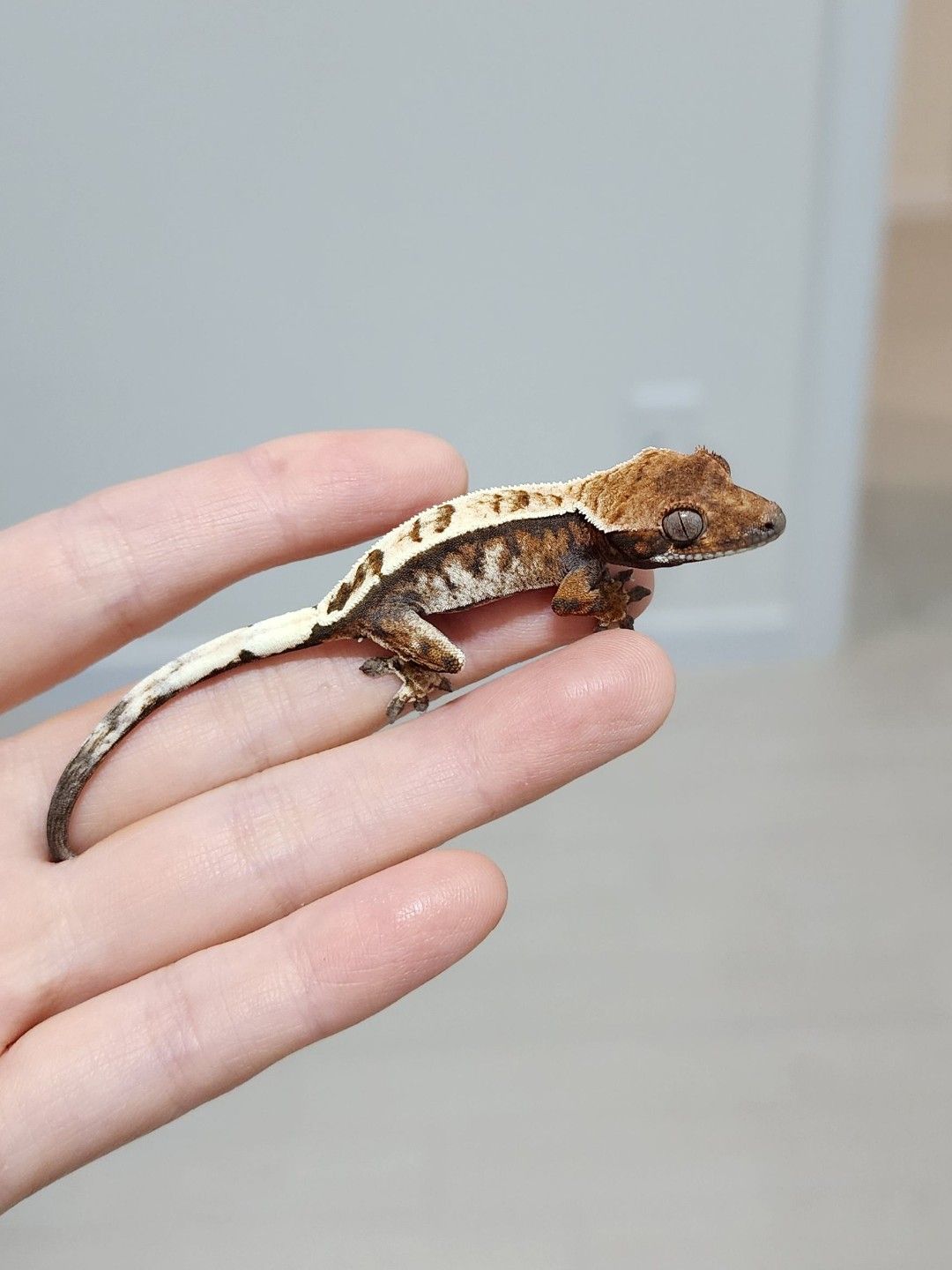 세이블 트라이